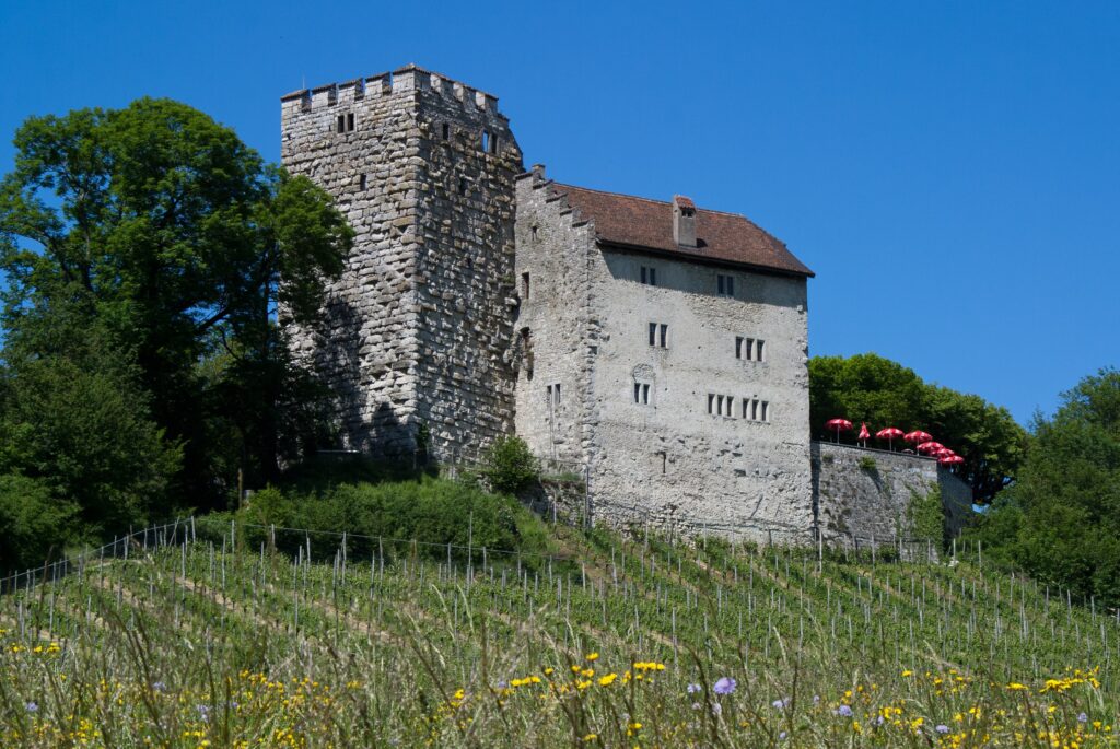 Foto der Burg Habsburg vor blauem Himmel, im Vordergrund Weinberge